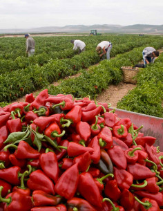 LC Red Sweet Piquillo... 2