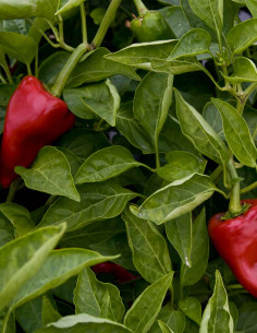 LC Pimientos del Piquillo... 2