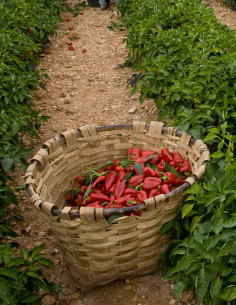 LC Red Sweet Piquillo... 2