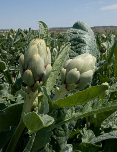 LC Artichokes Heart Halves... 2