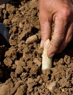 LC Espárragos de Navarra DO... 2